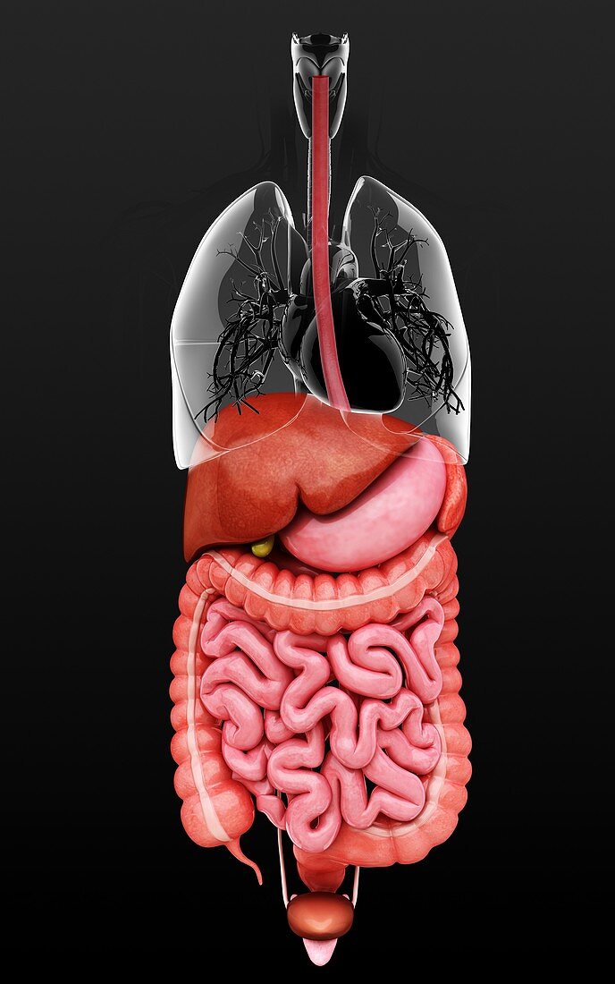 Human internal organs,artwork