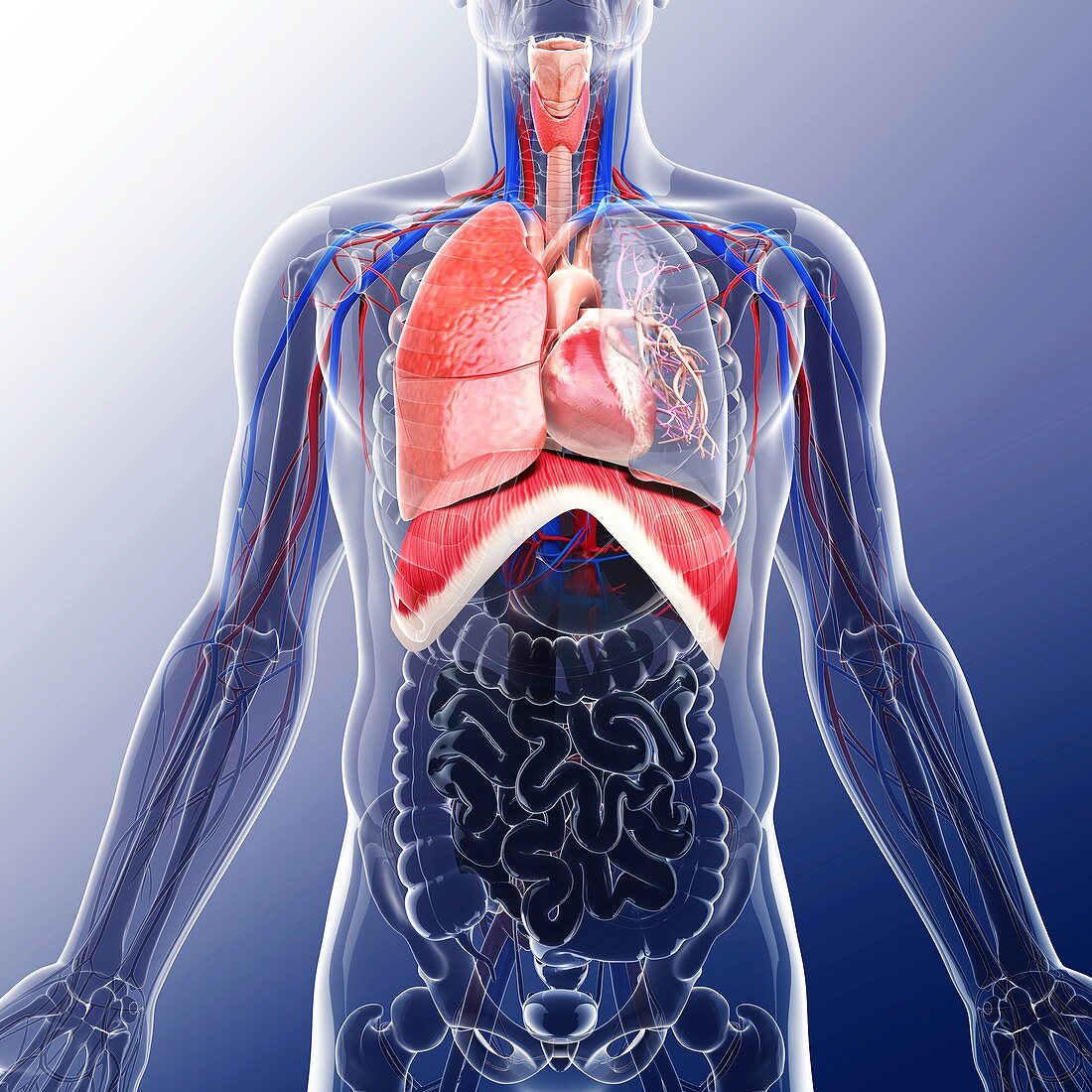 Human respiratory system,artwork