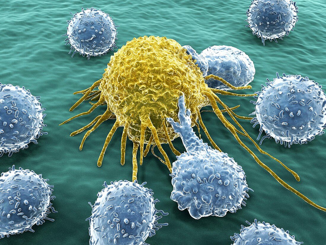 Lymphocytes and cancer cell