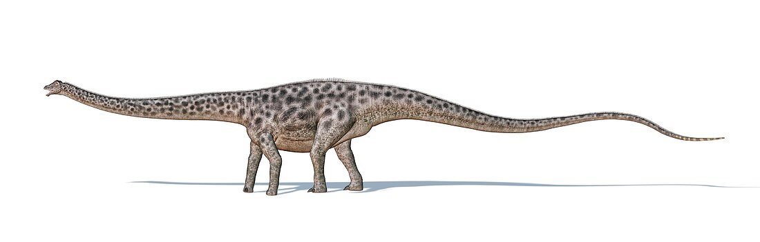 Diplodocus dinosaur,artwork