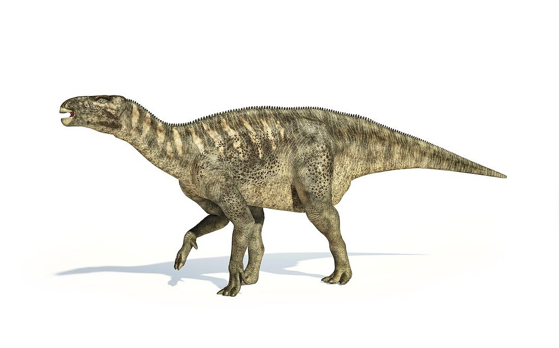 Iguanodon dinosaur,artwork