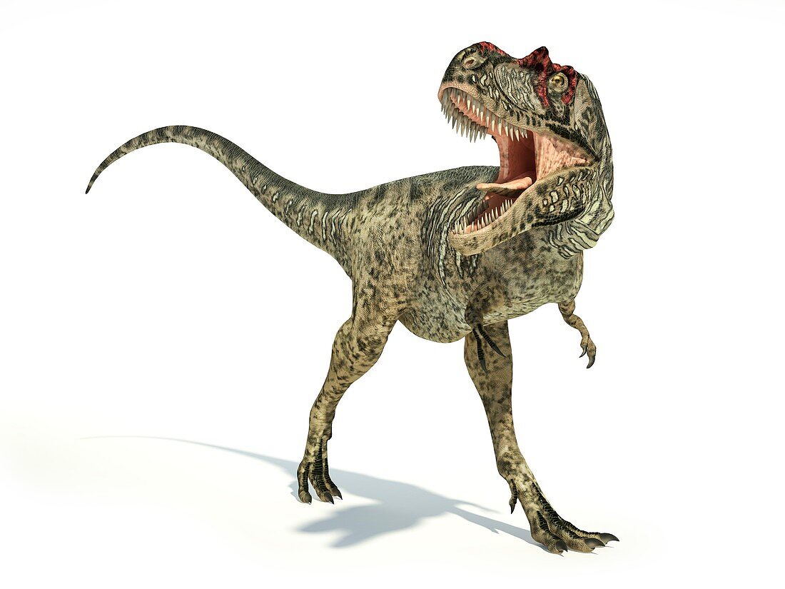 Albertosaurus dinosaur,artwork