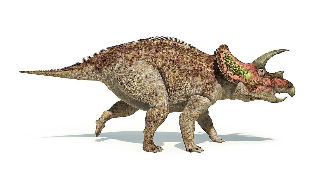 Triceratops dinosaur,artwork