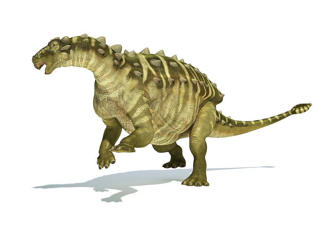 Talarurus dinosaur,artwork