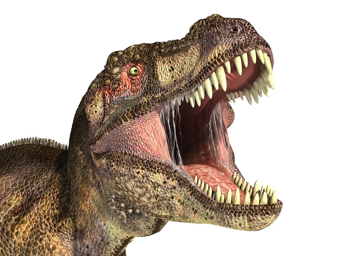 Tyrannosaurus rex dinosaur,artwork