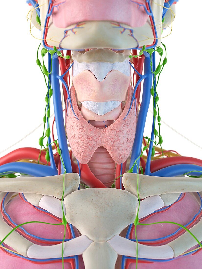 Human neck and throat,artwork