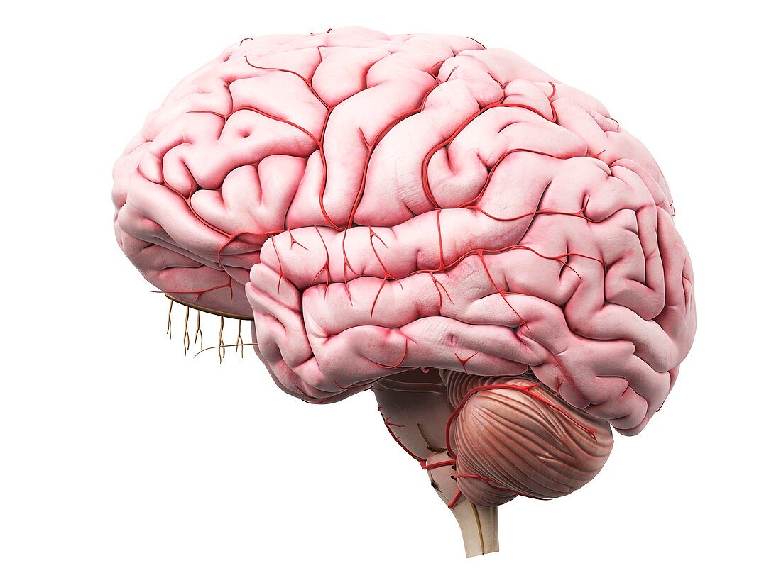Human brain,artwork