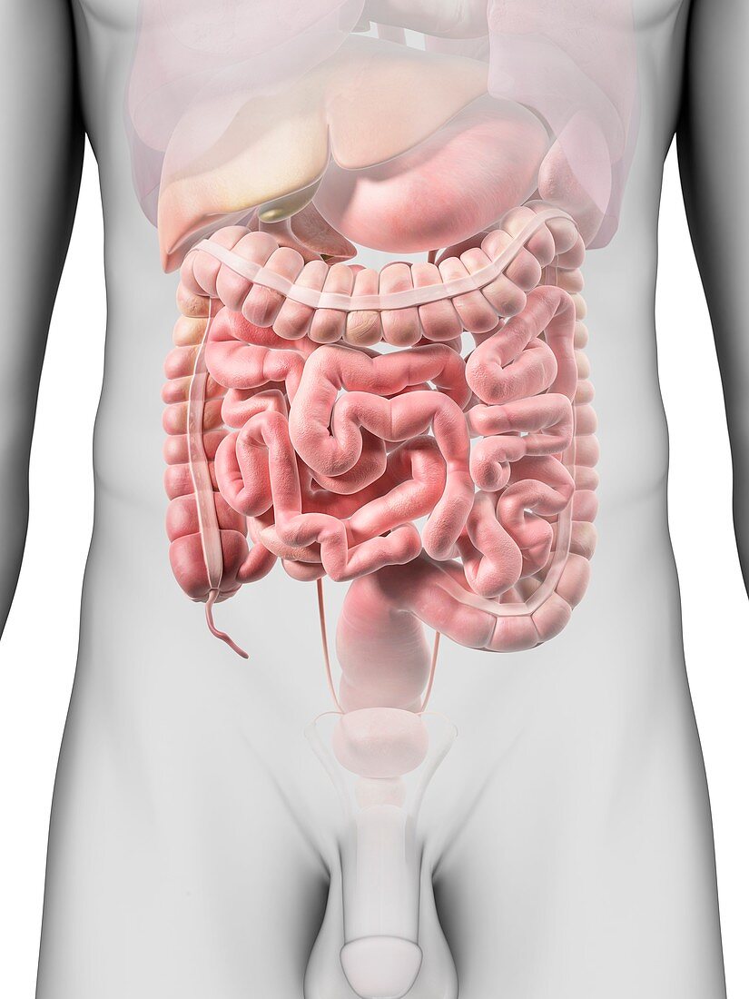 Male digestive system,artwork