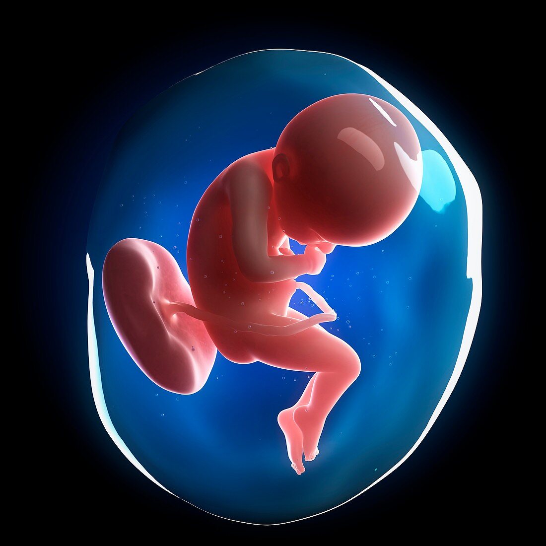 Fetal development,artwork