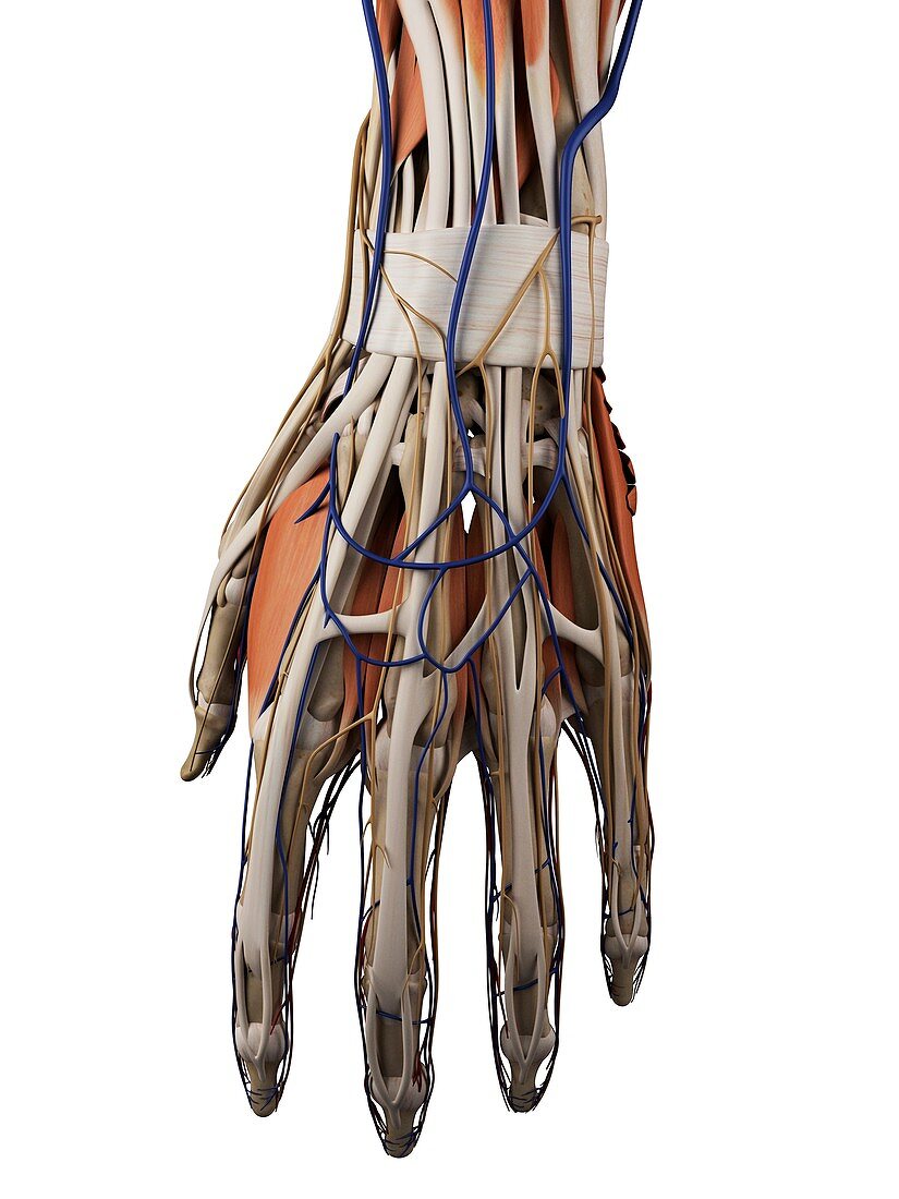 Human hand muscles,artwork