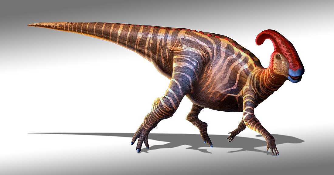 Parasaurolophus dinosaur,artwork