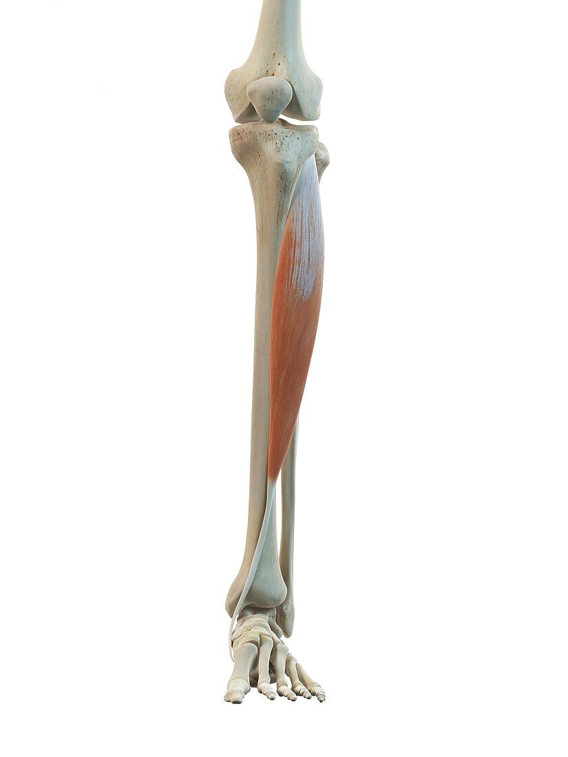 Leg muscle,artwork