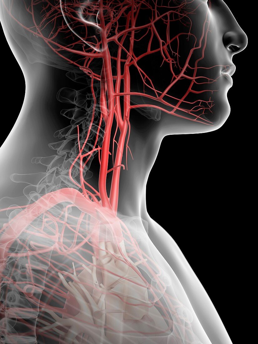 Human throat and arteries,artwork