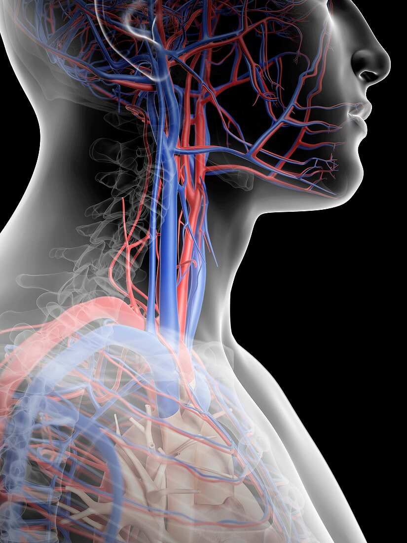 Human blood vessels in neck,artwork