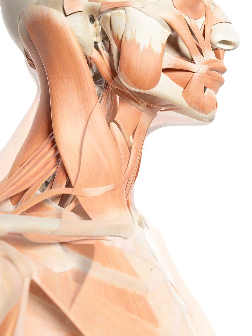 Human neck muscles,artwork