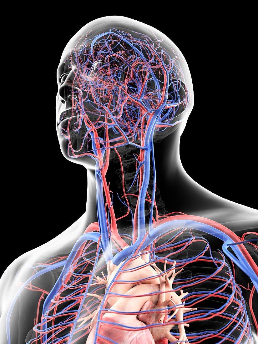 Vascular system in head,artwork