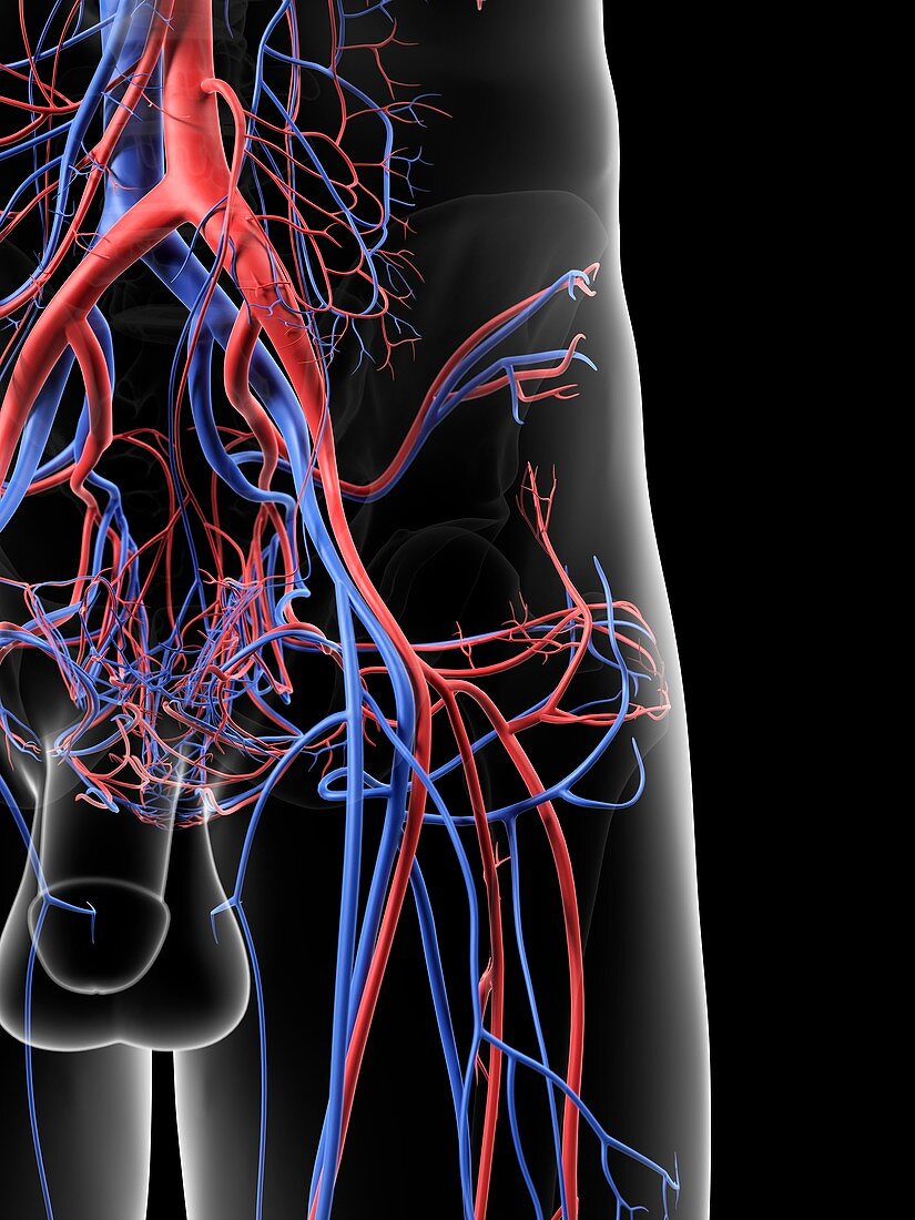 Blood vessels in hip,artwork