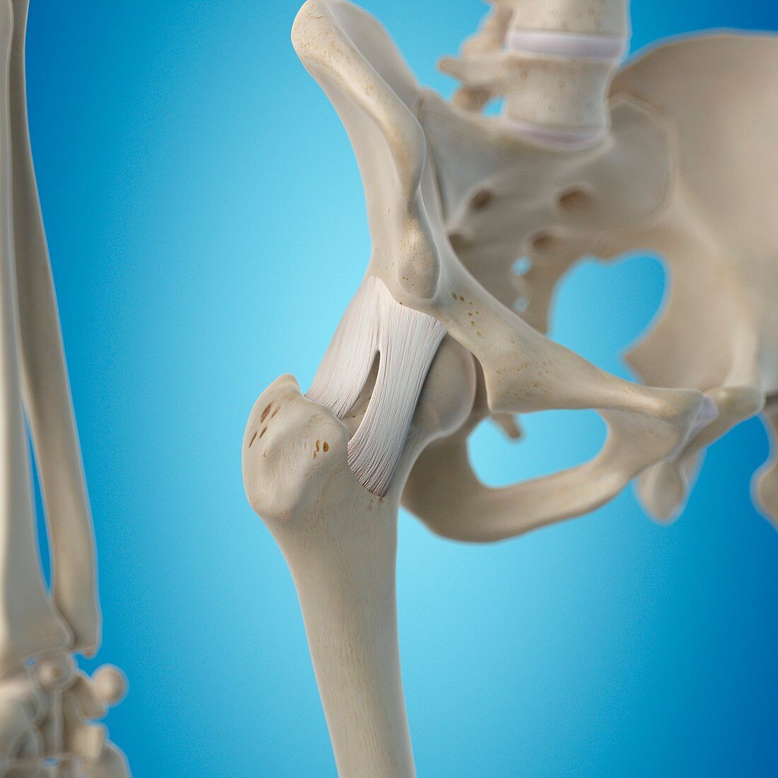 Human hip ligaments,artwork