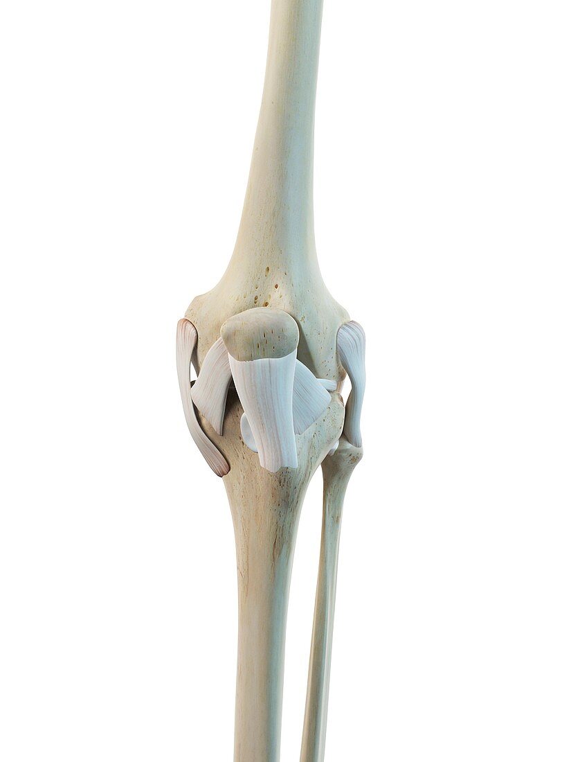 Human knee ligaments,artwork