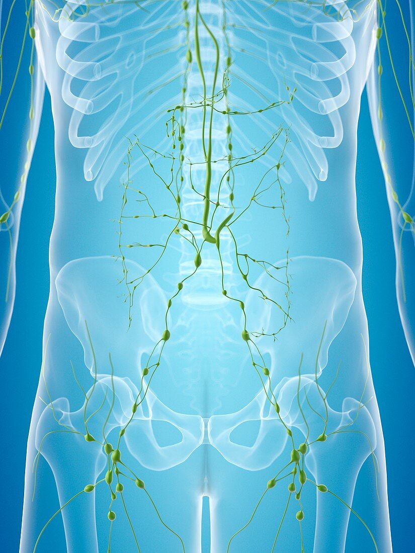 Human lymphatic system,artwork