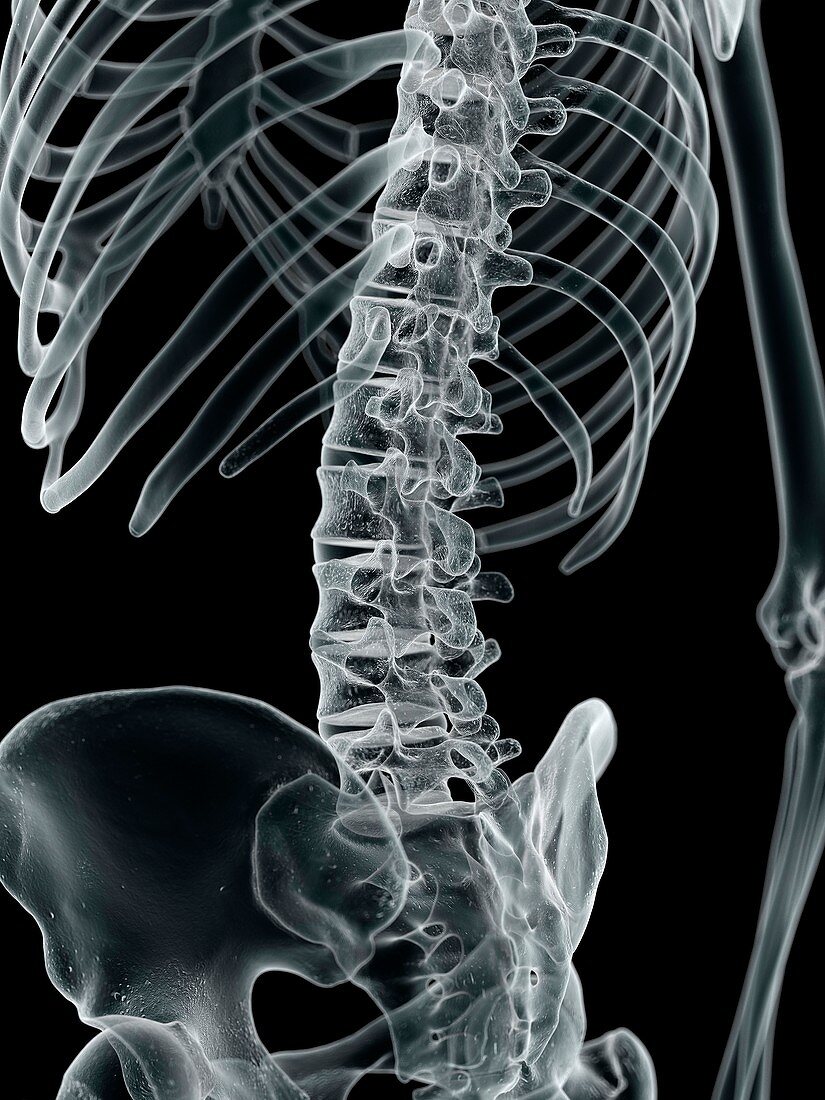 Human lumbar spine,artwork