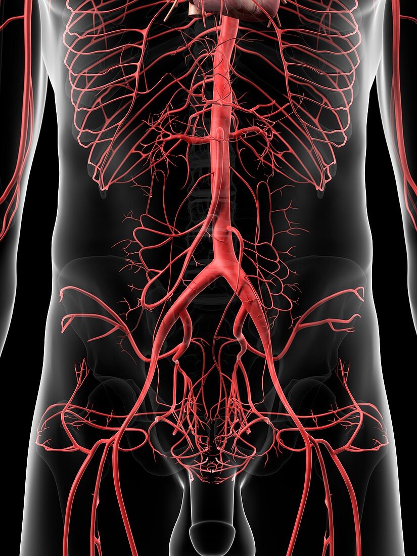 Human abdominal arteries,artwork