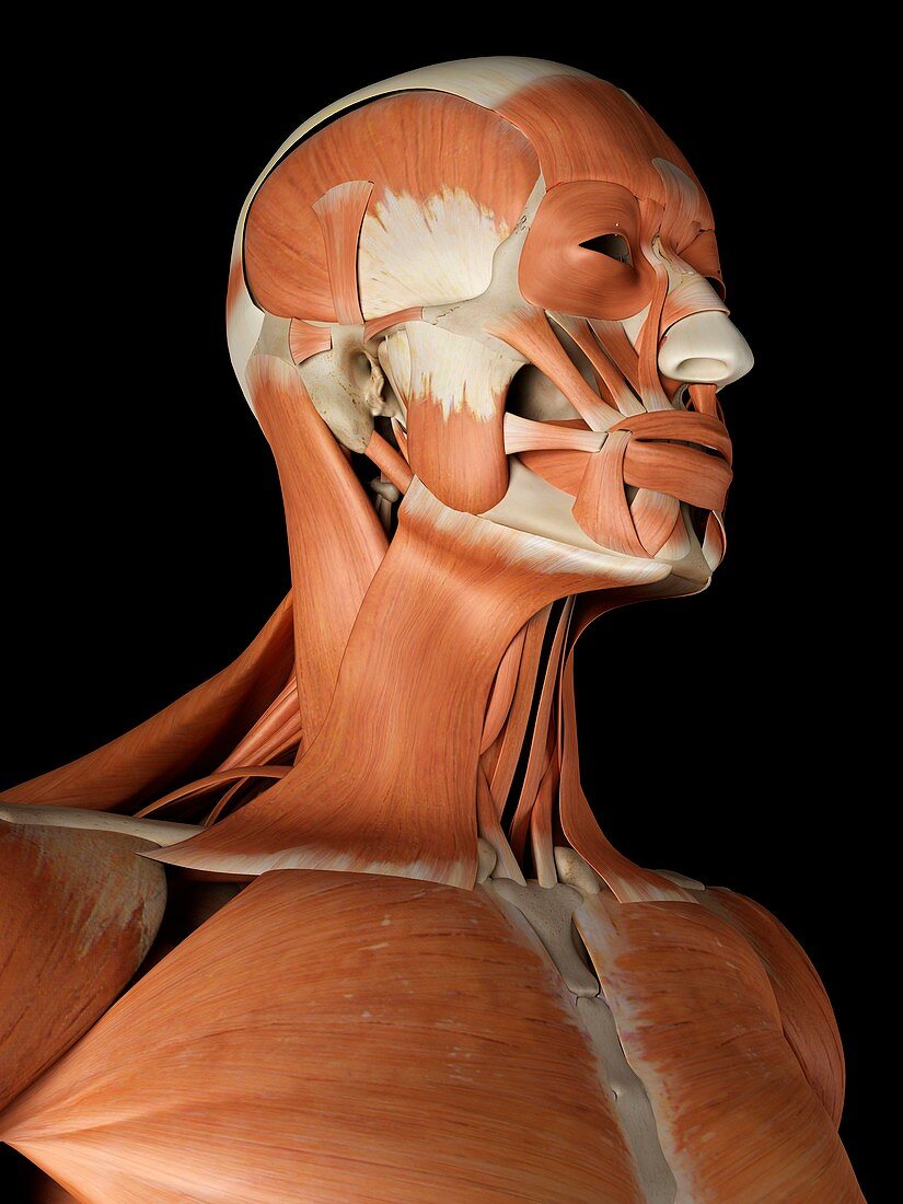 Human facial muscles,artwork