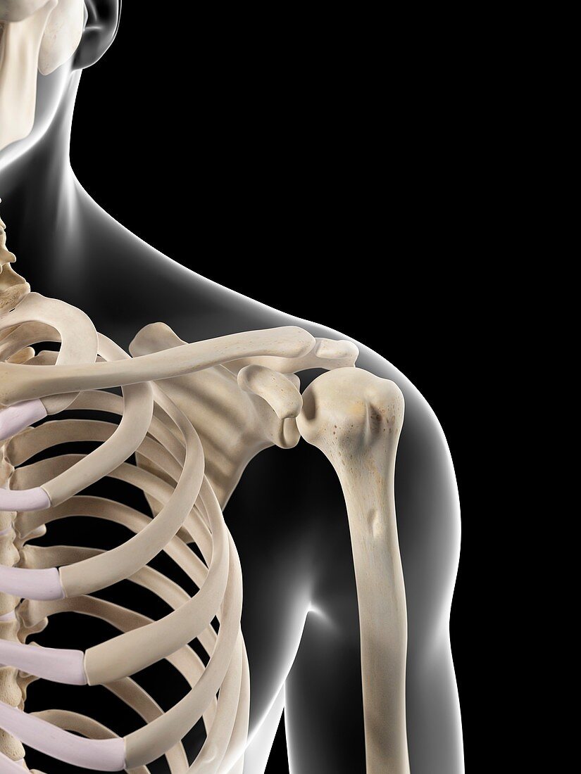 Human shoulder bones,artwork