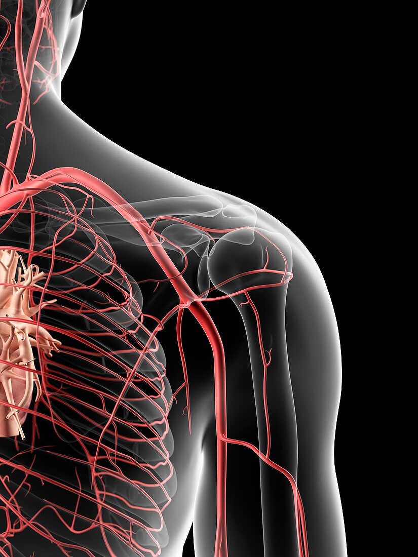 Human shoulder arteries,artwork