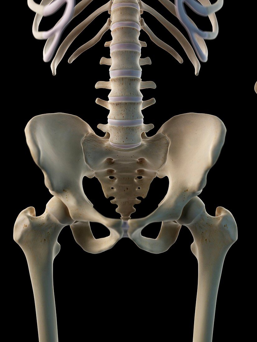 Human hip bone,artwork