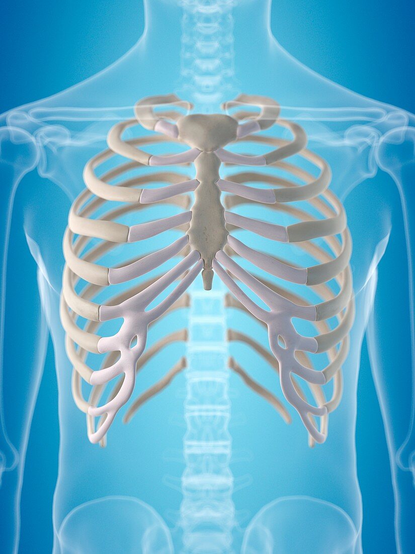 Human thorax,artwork