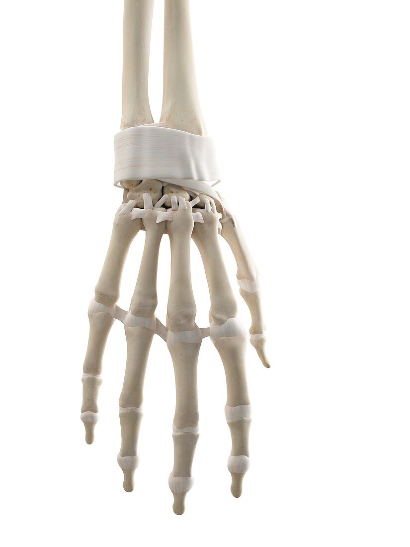 Human hand tendons,artwork