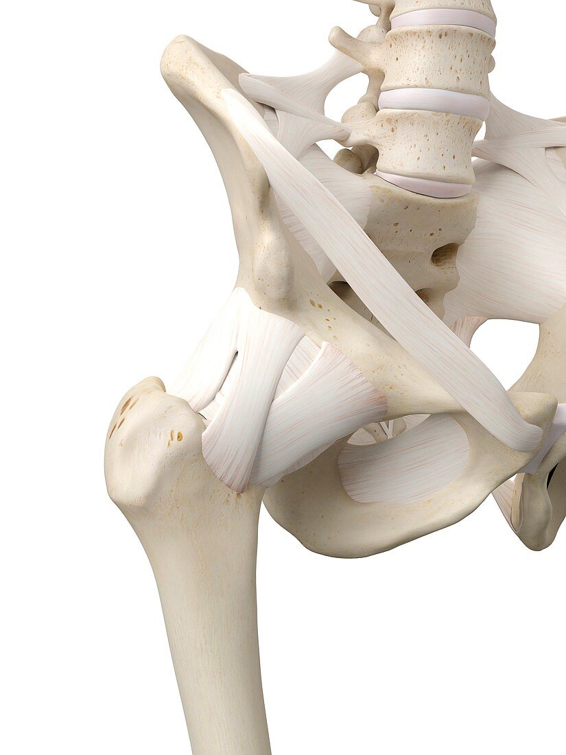 Human hip tendons,artwork