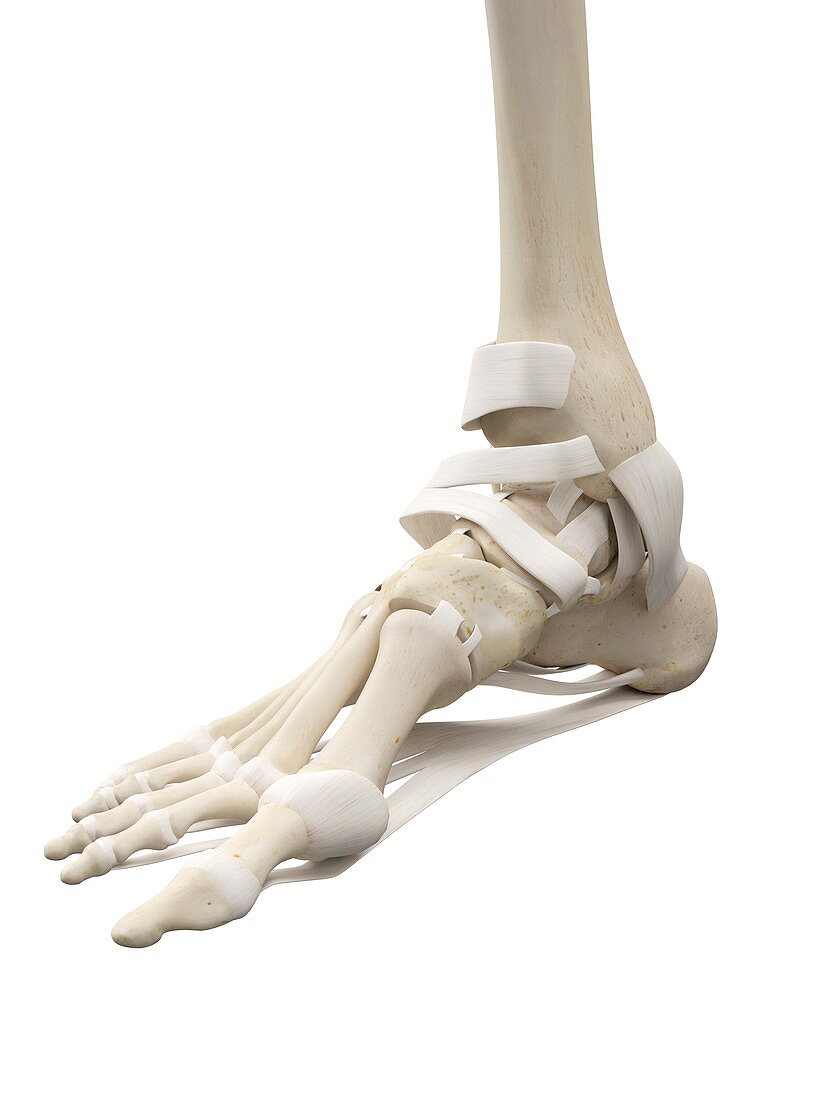 Human foot tendons,artwork