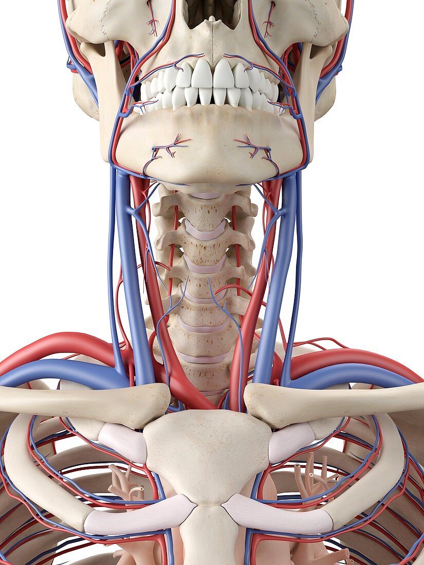 Vascular system,artwork