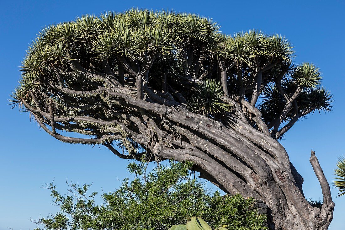 Dragon tree,La Palma,Canary Islands