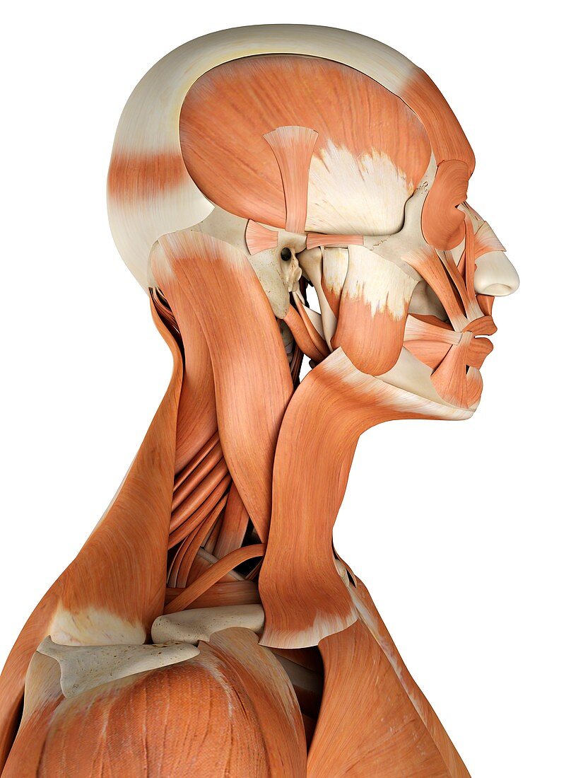 Human facial muscles,artwork