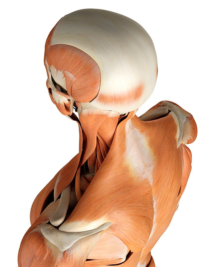 Head and neck muscles,artwork