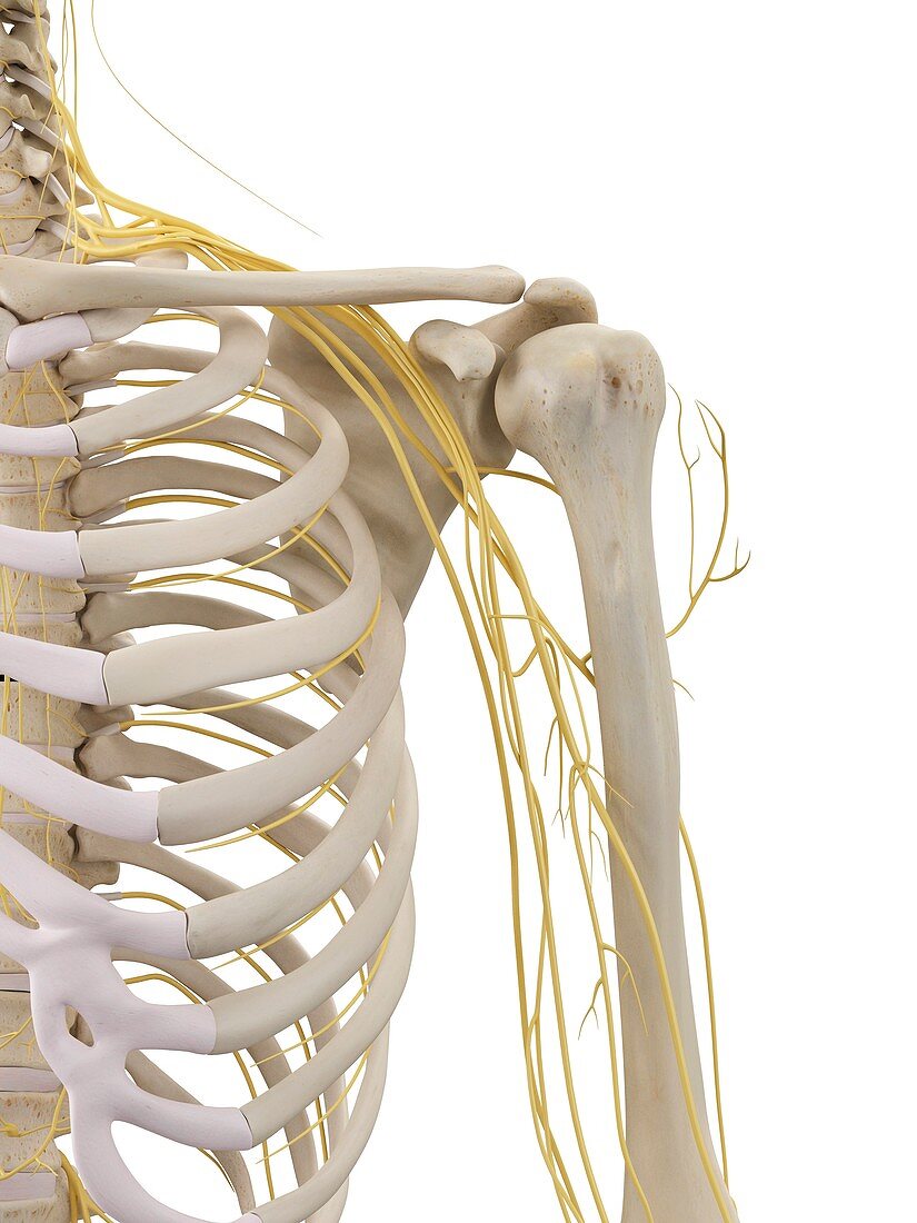 Shoulder bones and nerves,artwork
