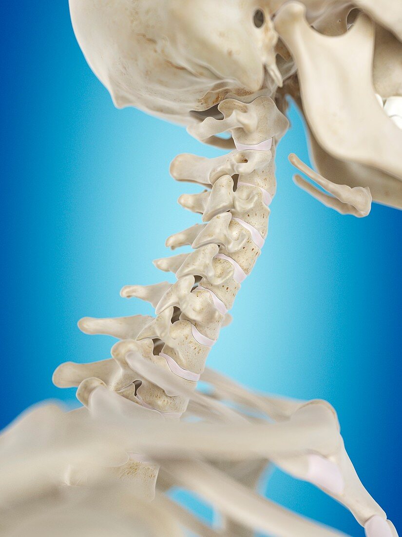 Human cervical spine,artwork
