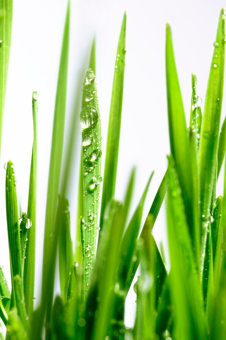 Blades of wheatgrass with water droplets