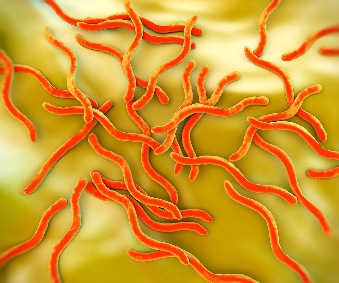 Lyme disease bacteria,artwork