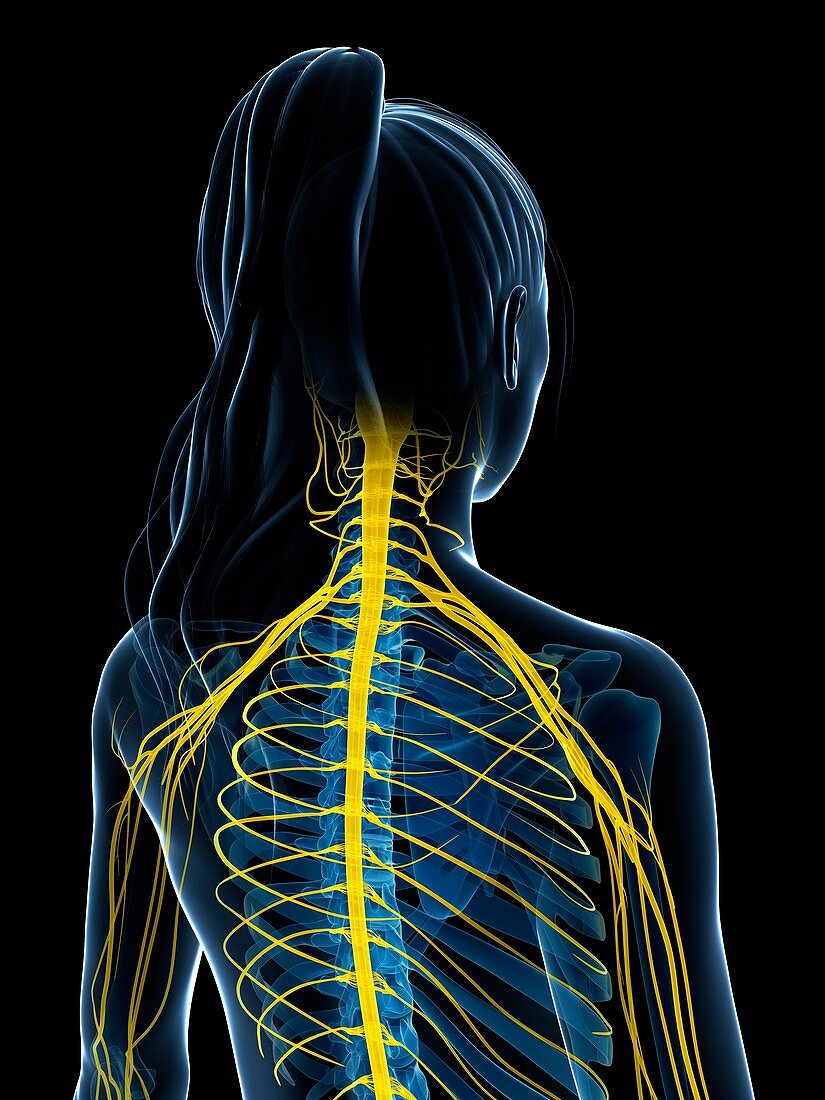 Female nervous system,artwork