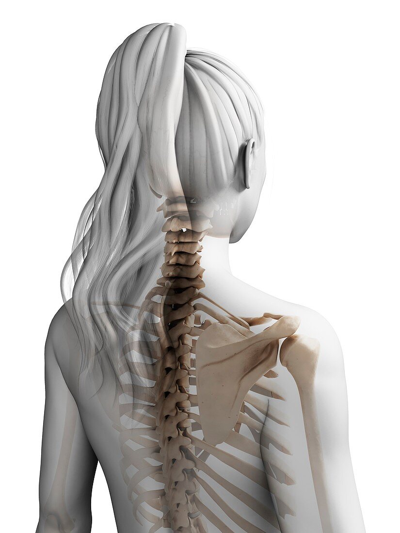 Female spine,artwork