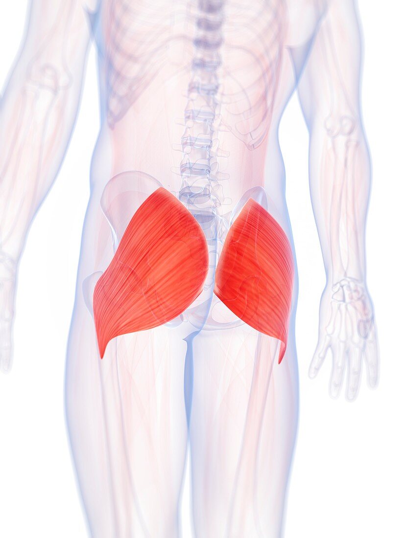 Human buttock muscles,artwork