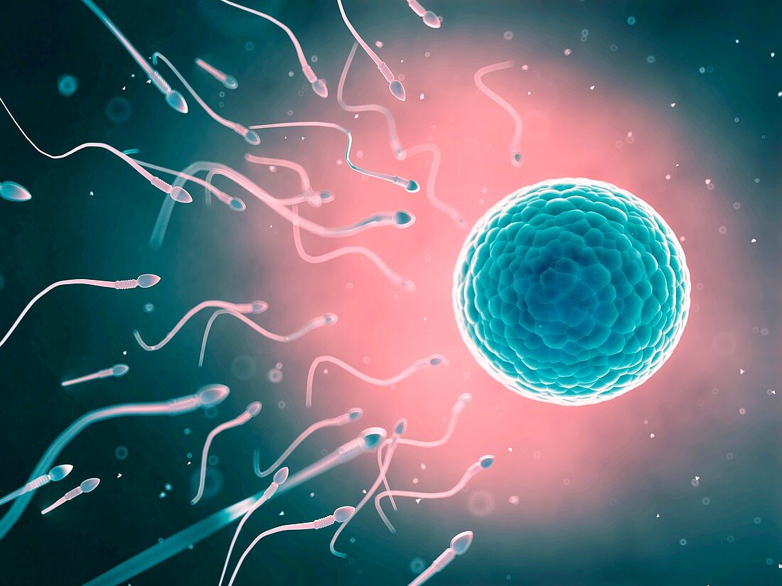 Human sperm and egg,artwork