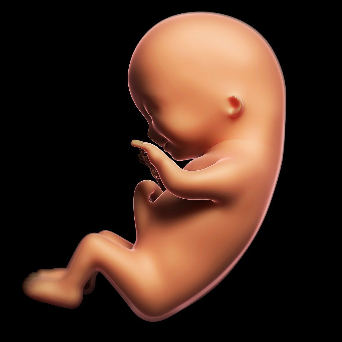Foetus at 3 months,artwork