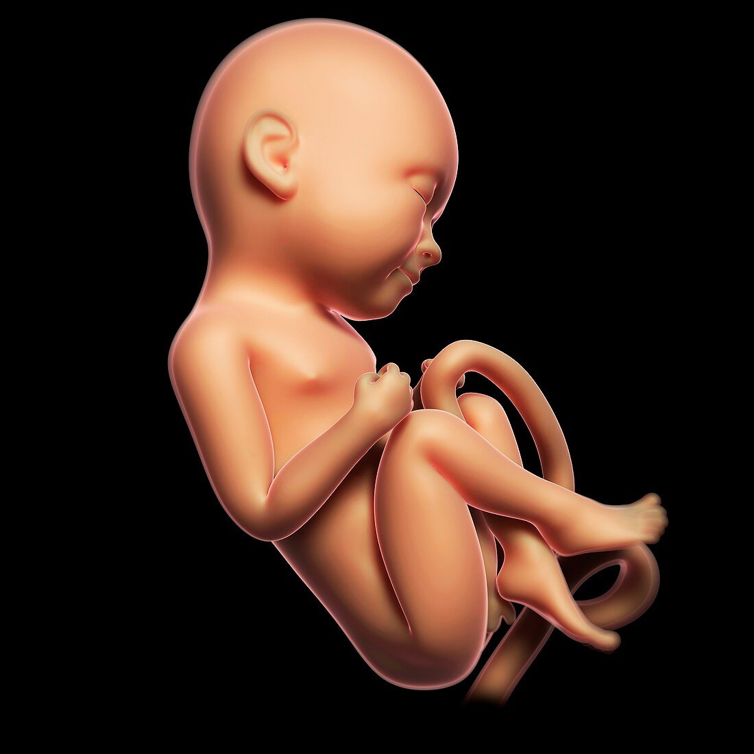 Foetus at 8 months,artwork