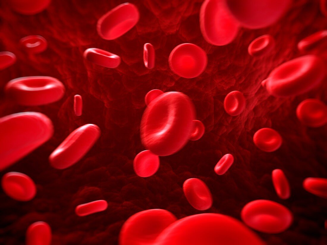 Red blood cells,artwork