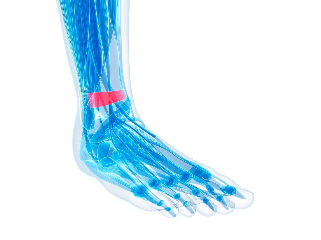 Human foot ligament,artwork